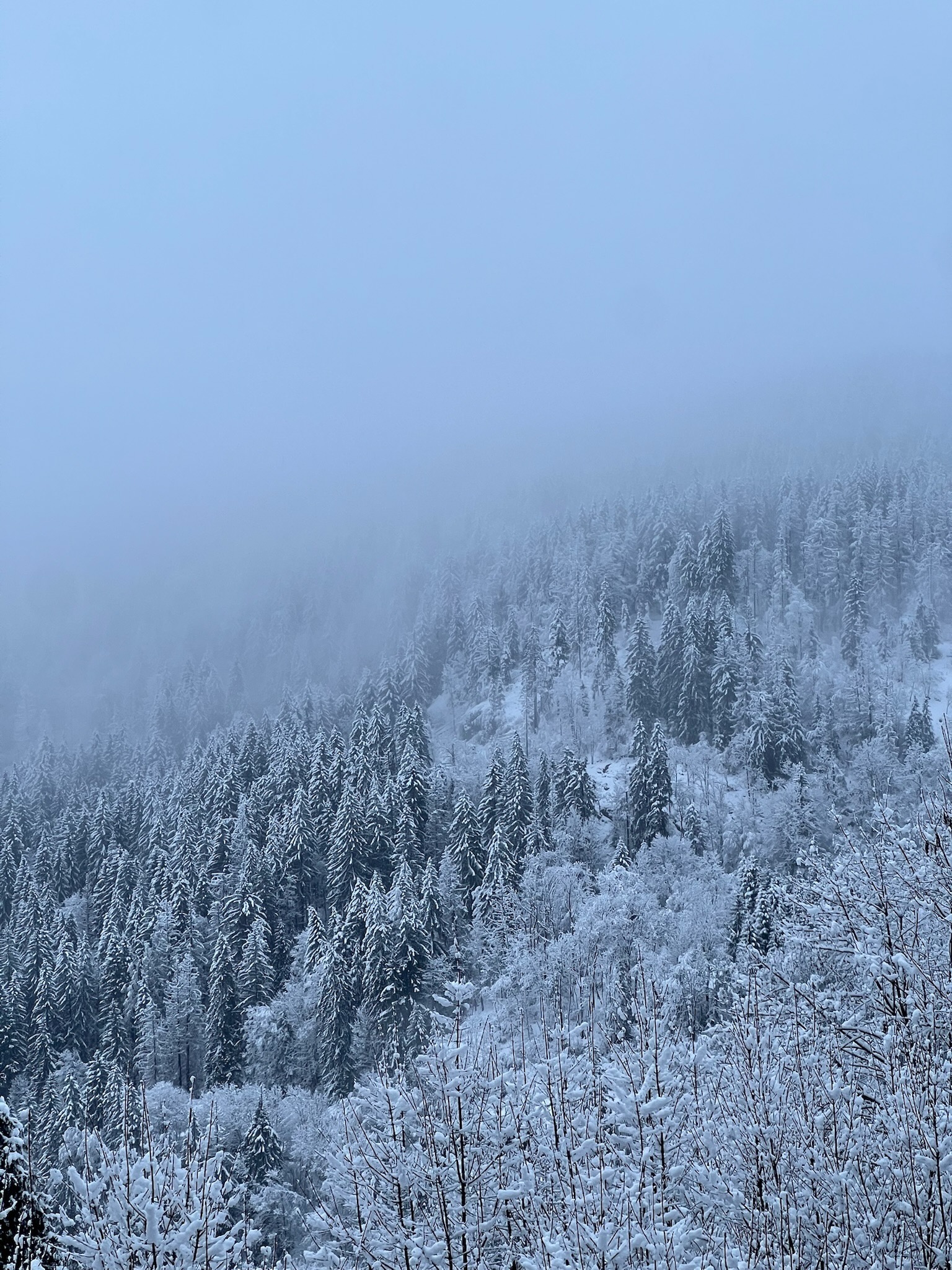 Snow-covered pine forest disappearing into low cloud above the valley